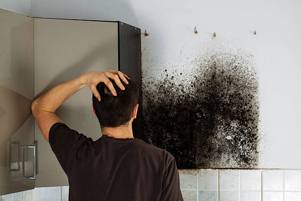 Best Mold Odor Removal Services  in Plains, MT